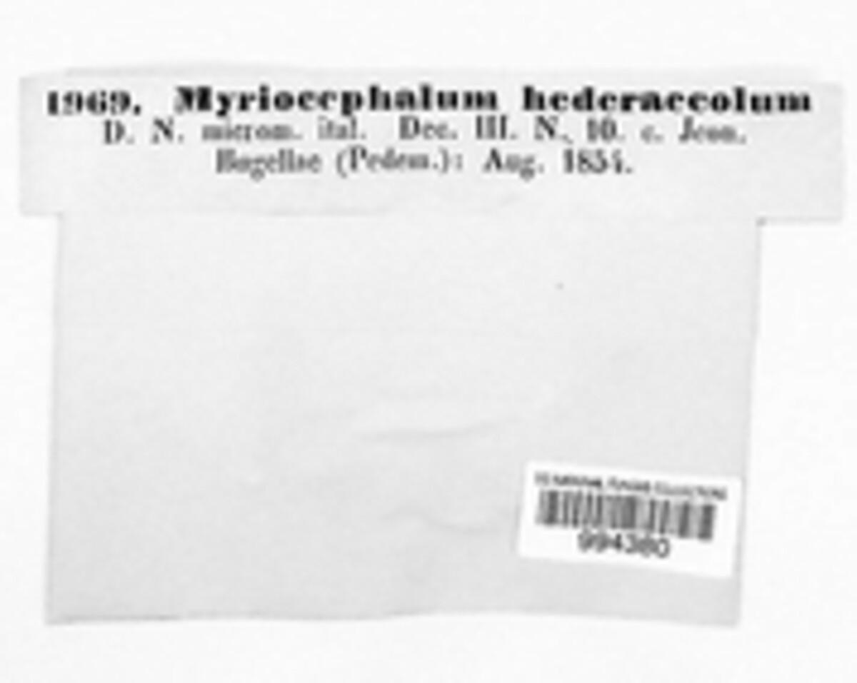 Myriocephalum hederaecolum image